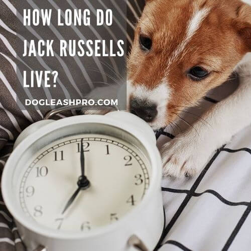 Jack Russell Lifespan How Long Do Jack Russells Live? Dog Leash Pro