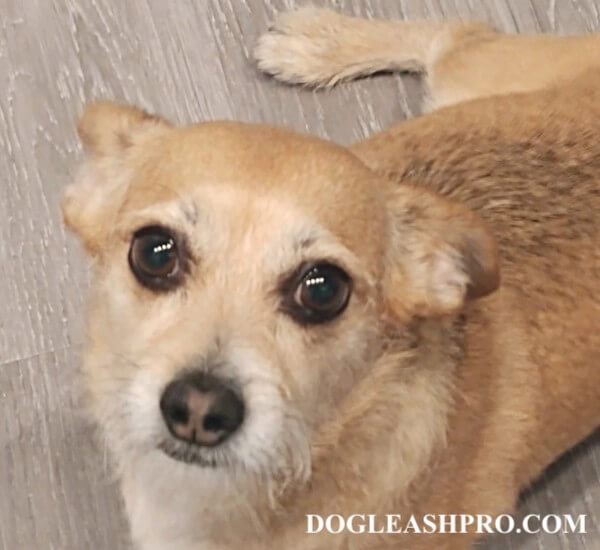 Jack Russell Terrier Chihuahua Mix Jack Chi Complete Guide Dog Leash Pro