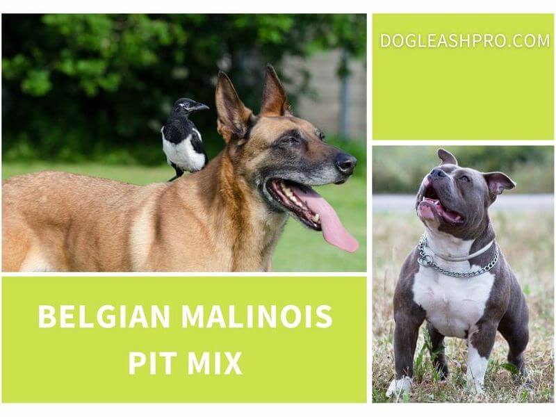 Aggregate 131+ belgian malinois nails latest songngunhatanh.edu.vn