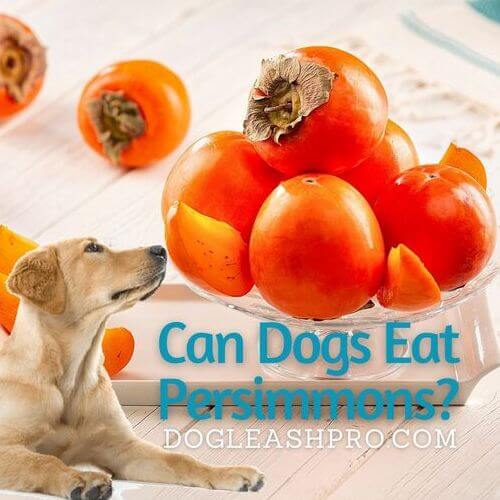 Can Dogs Eat Orange Skin