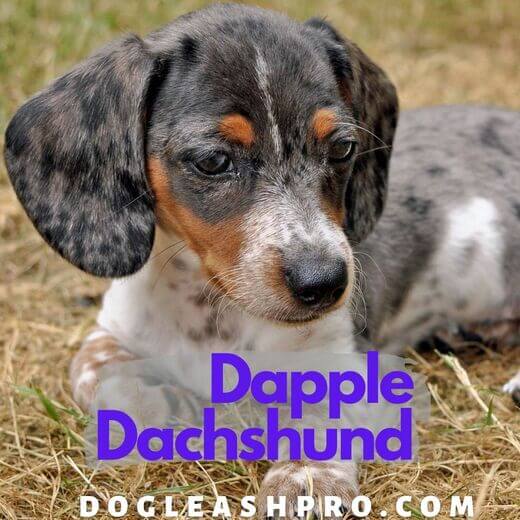 What Makes A Dachshund A Dapple