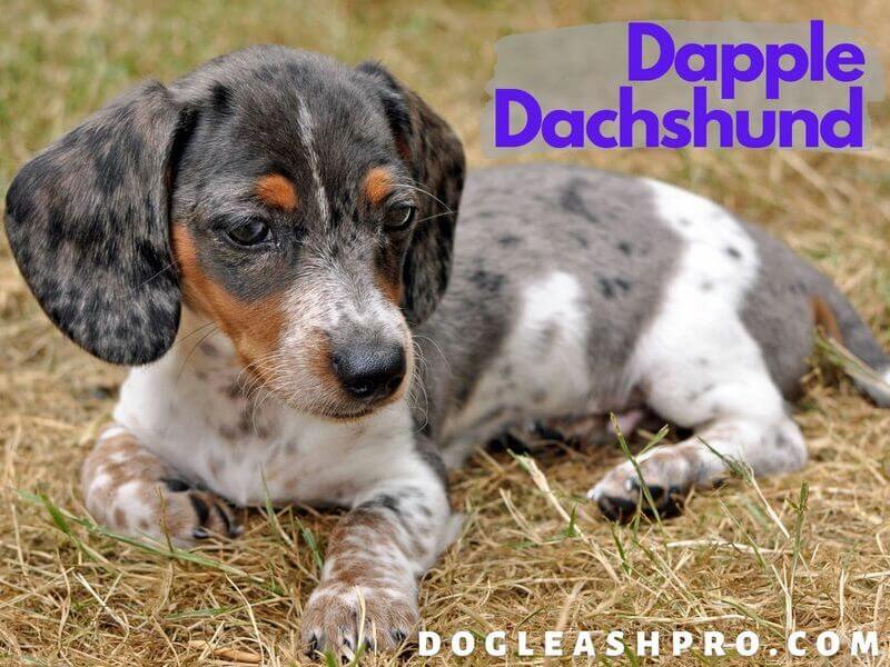 Dapple Dachshund Complete Guide Dog Leash Pro