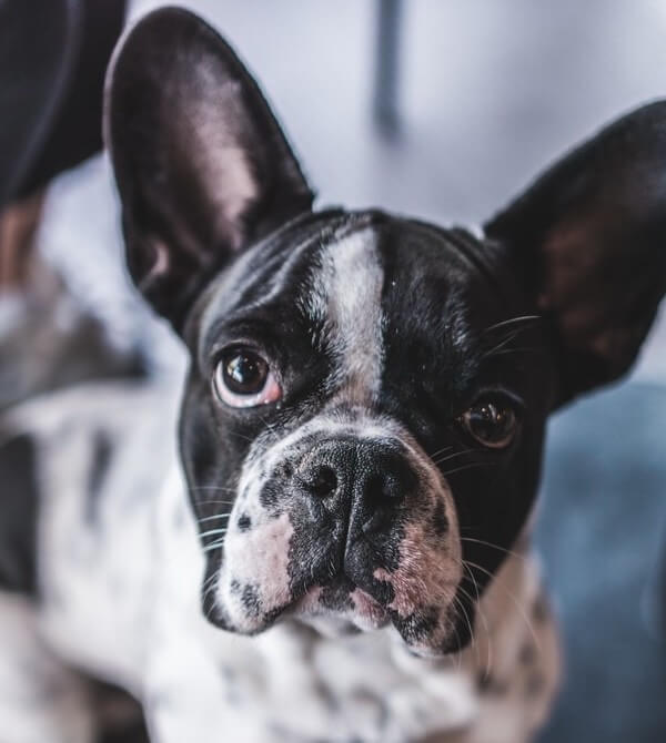 Merle French Bulldog Complete Guide Dog Leash Pro