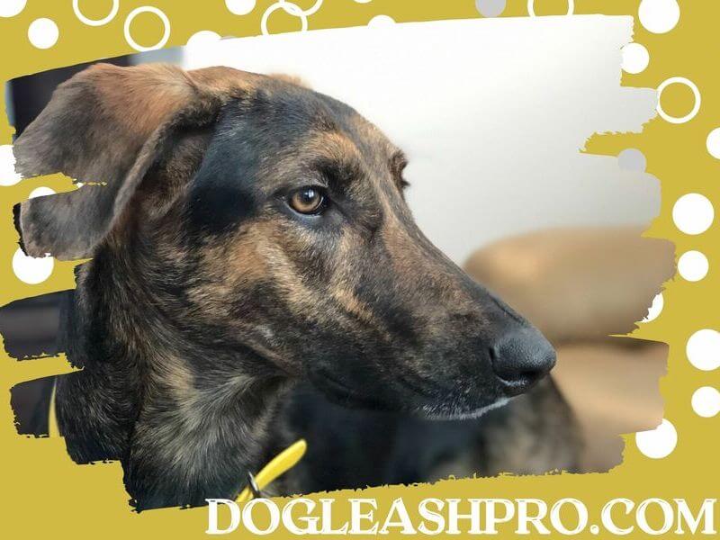 How Long Do German Shepherd Mixes Live