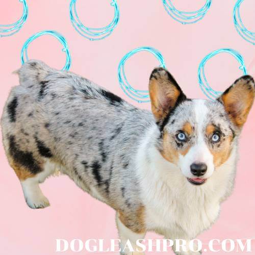 Are Pembroke Welsh Good Companions