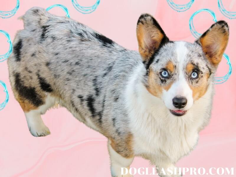 Top 8 blue merle puppies 2022