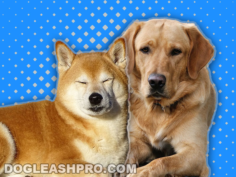 Shiba Inu Lab Mix Complete Guide Dog Leash Pro