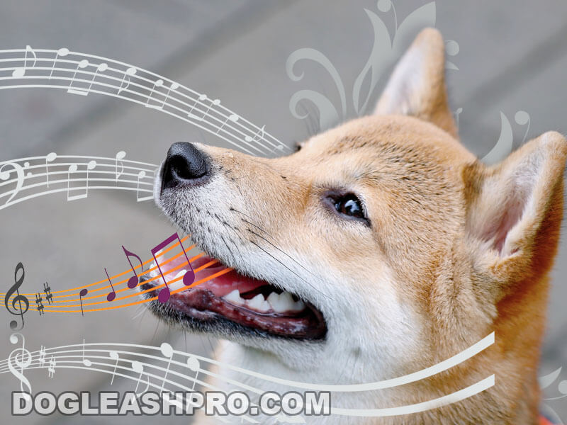 Shiba Screaming Why Shiba Screams & What To Do About It Dog Leash Pro
