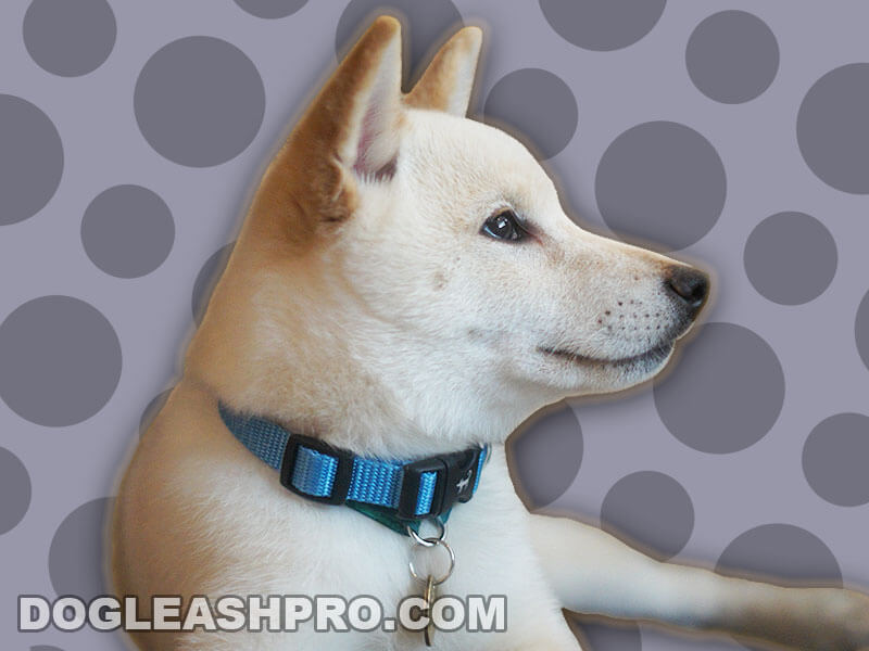 White Shiba Inu Complete Guide Dog Leash Pro