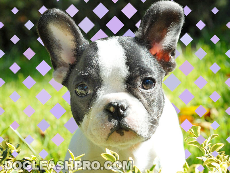 Are French Bulldogs Clean Dogs