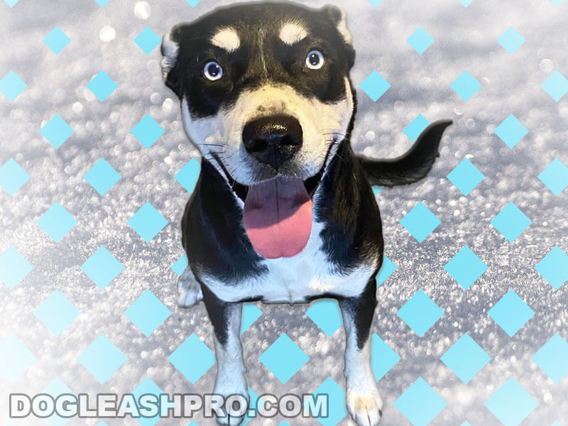 Rottweiler Husky Mix Rottsky Complete Guide Dog Leash Pro