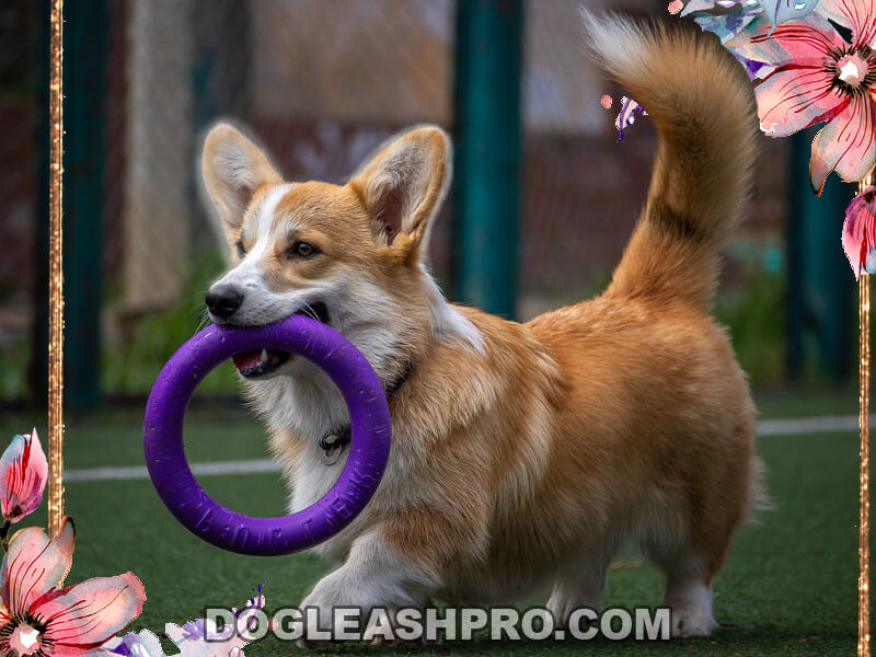 Fluffy Complete Guide Dog Leash Pro