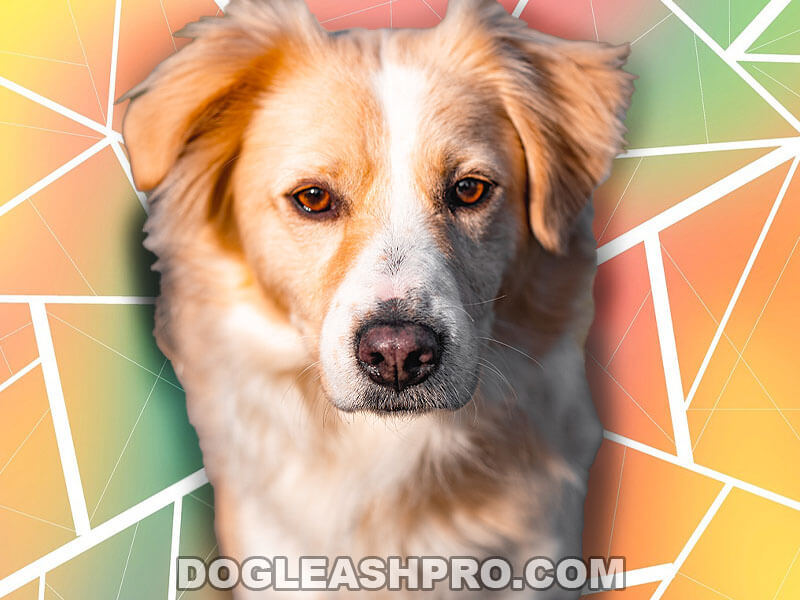 Rough Collie Golden Retriever Mix