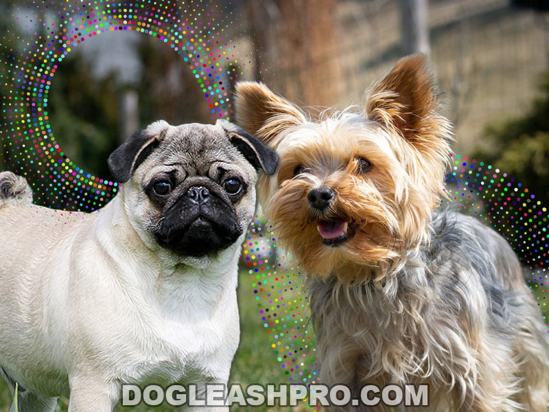 Pug Yorkie Mix Pugshire Complete Guide Dog Leash Pro