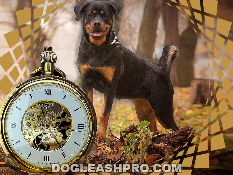 Rottweiler Lifespan How Long Do Rottweilers Live? Dog Leash Pro