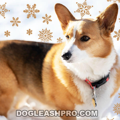 Sable Complete Guide Dog Leash Pro