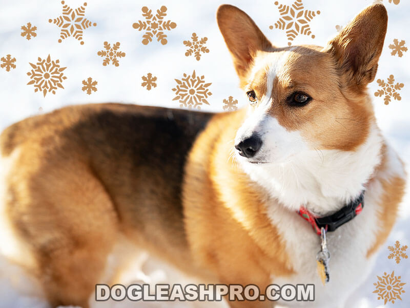 Sable Complete Guide Dog Leash Pro