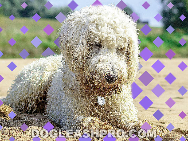 Are Goldendoodles Prone To Separation Anxiety