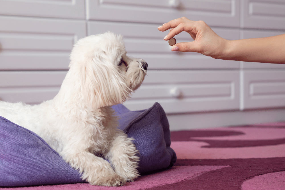 Oral vs. Topical Best Flea and Tick Treatment for Dogs