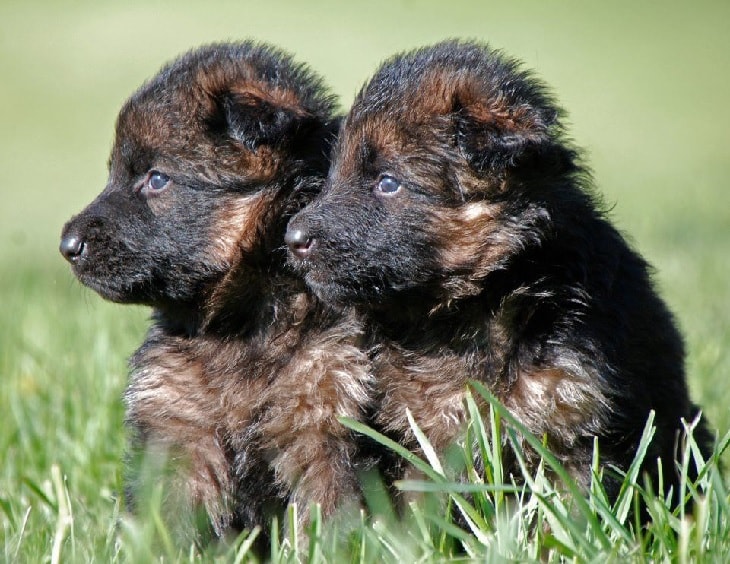 German Shepherd Puppies Behavior and Characteristics In Different