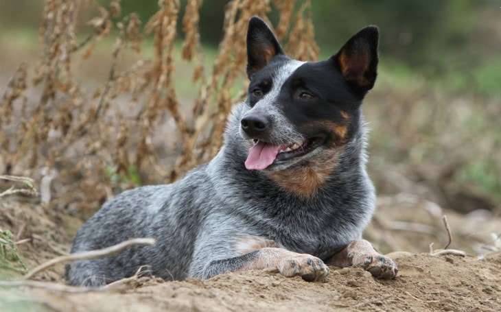 Australian Cattle Dog Breed Temperament And Personality - Protective But Dangerous