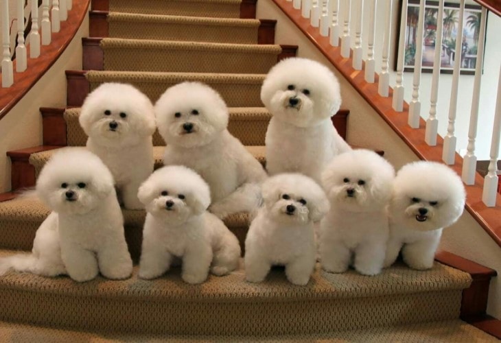 All About Bichon Frise Dog Breed Origin, Behavior, Trainability