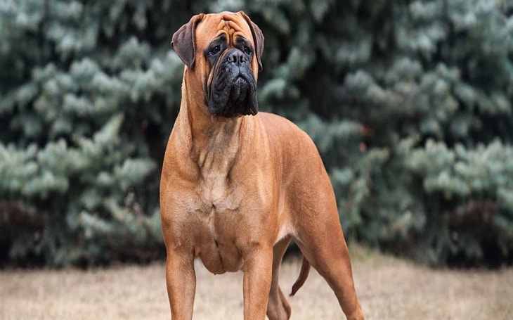 All About Bullmastiff Dog Breed Origin, Behavior