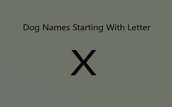 Dog Names Starting With Letter 'X'. Both Male and Female