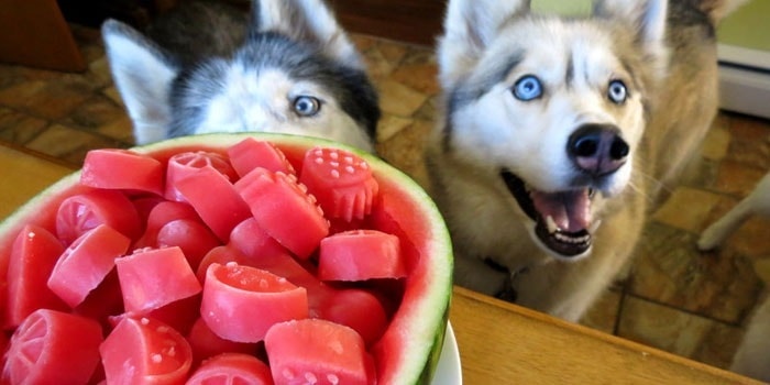 Dogs Eating Watermelon Know Benefits and Effects before Feeding
