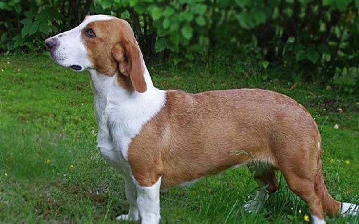 10 Dog Breeds That Are Similar to Beagles (Looks AND