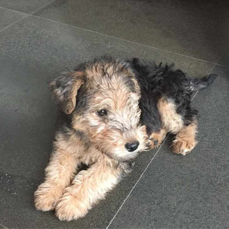 Methods to Train Lakeland Terrier Dog Strategies and Techniques for