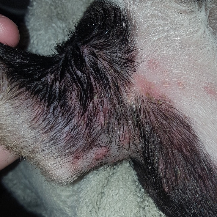 Groin Poison Ivy Rash On Dogs
