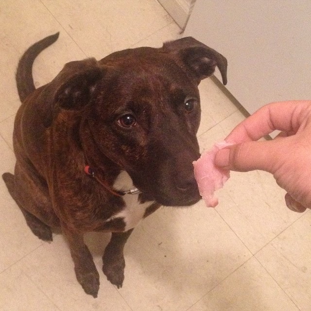 Should I Feed Ham to My Dog? Benefits and Harms Done By Feeding Ham to Dogs