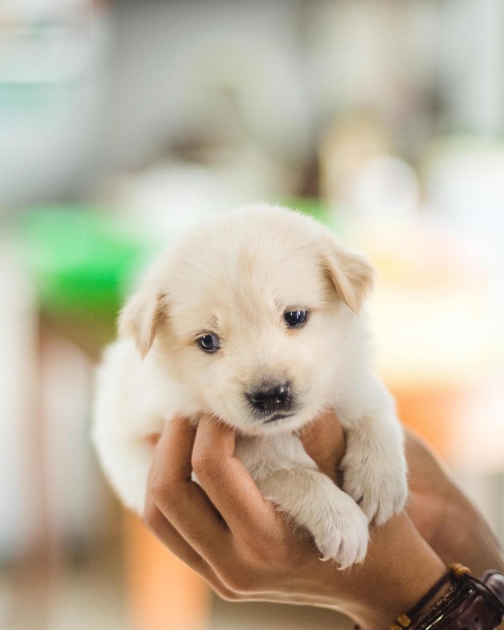 All About Kintamani Dog Breed Origin, Behavior