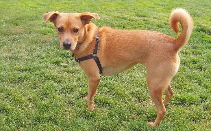 Amedelyofpotpourri Basenji Mix Dog Pictures