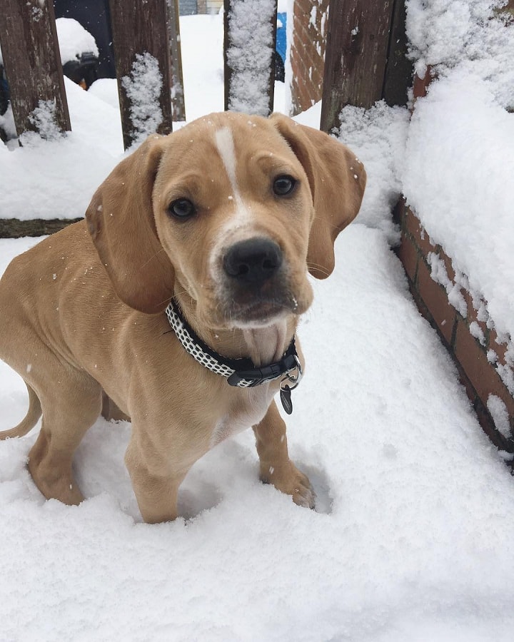 All About Portuguese Pointer Dog Breed Origin, Behavior, Trainability