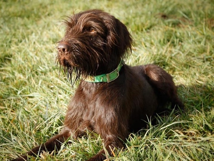 All About Slovakian Wirehaired Pointer Dog Breed Origin, Behavior