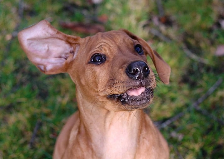 All About Rhodesian Ridgeback Dog Breed Origin, Behavior