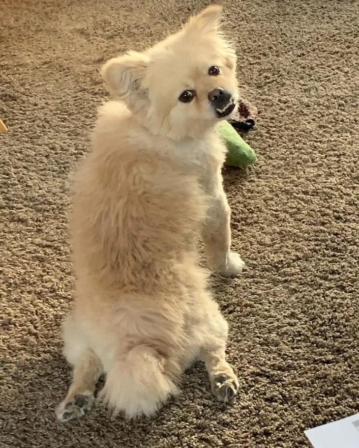 Why is your Dog Splooting? Causes and Effects of Splooting Position in Dogs