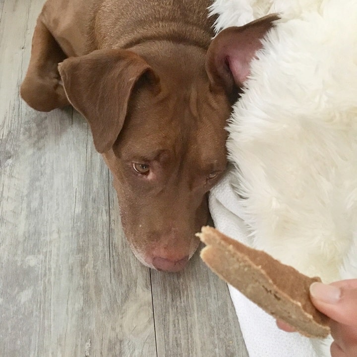 Dogs Eating Bread Benefits and Effects of Feeding Bread to Your Dogs
