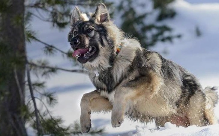 Alsatian Shepalute (American Alsatian) – Photos, Behavior, Puppy, Price, Facts, Health