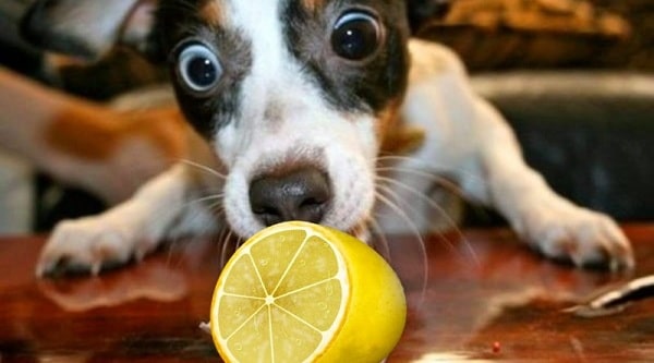 Can My Dog Eat Lime? Health Benefits and Effects of Feeding Limes to Canine