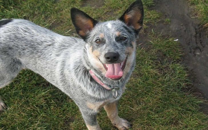 Australian Stumpy Tail Cattle Temperament And Personality - Aloof And Suspicious Behavior