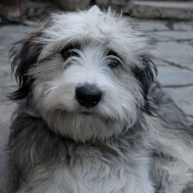 All About Smithfield Dog Origin, Extinction, Behavior, Puppy and Facts