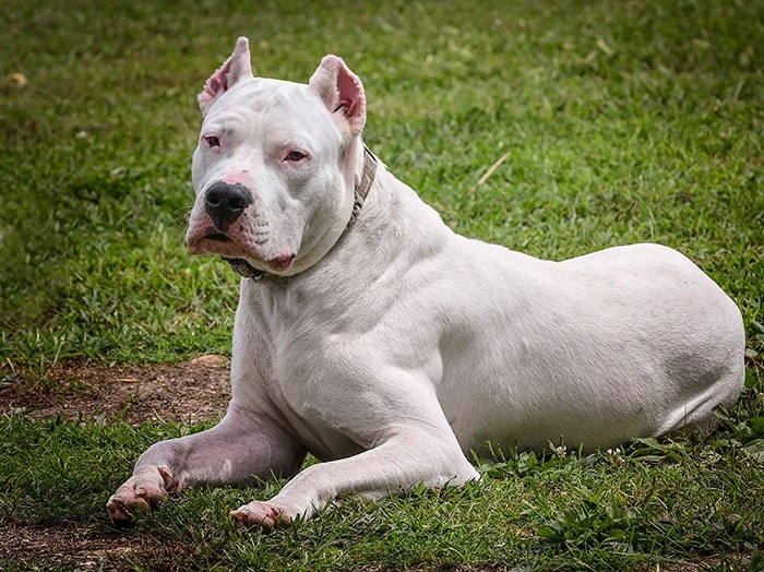 Methods to Train Dogo Argentino Strategies and Techniques for Easy Training of Pets