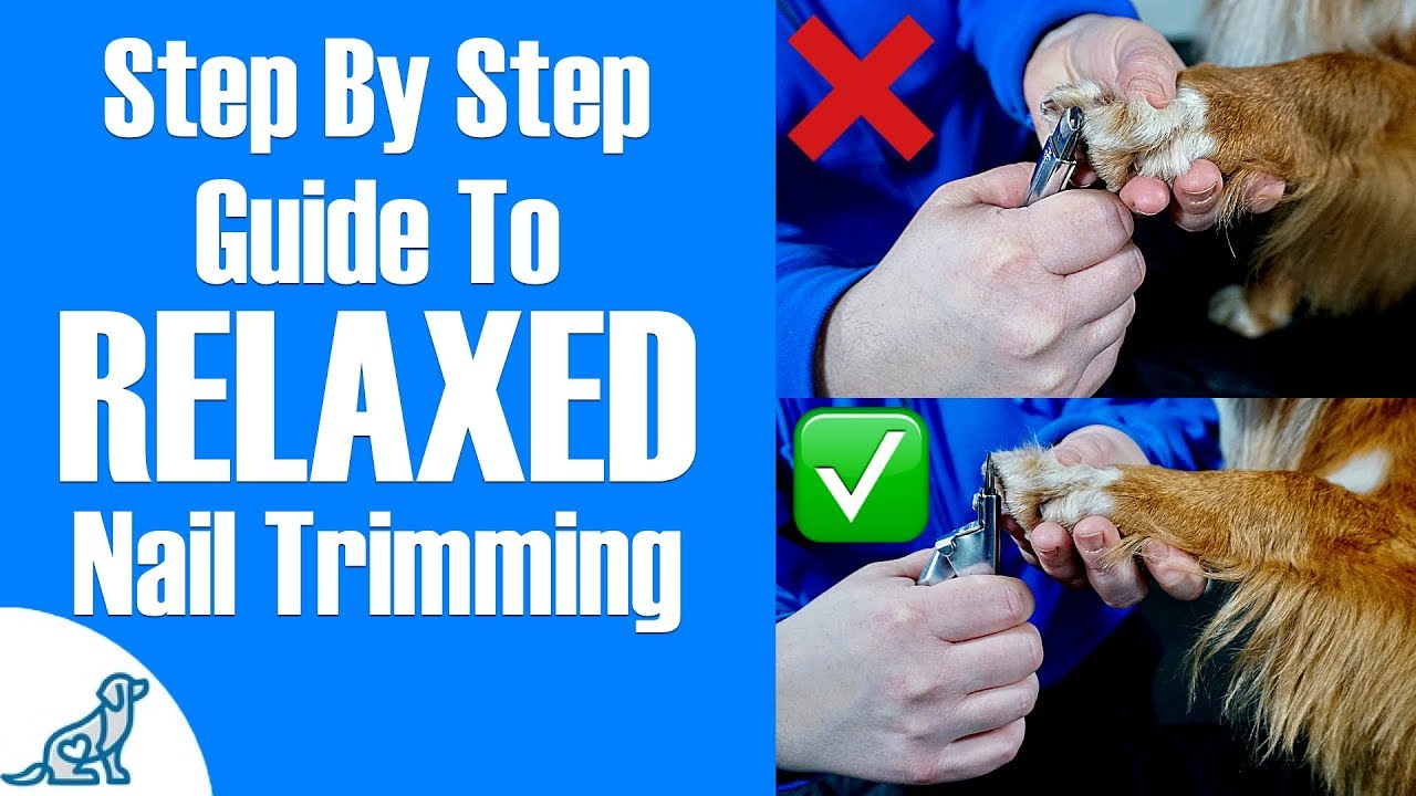 How to Choose a Stylish Dog haircut