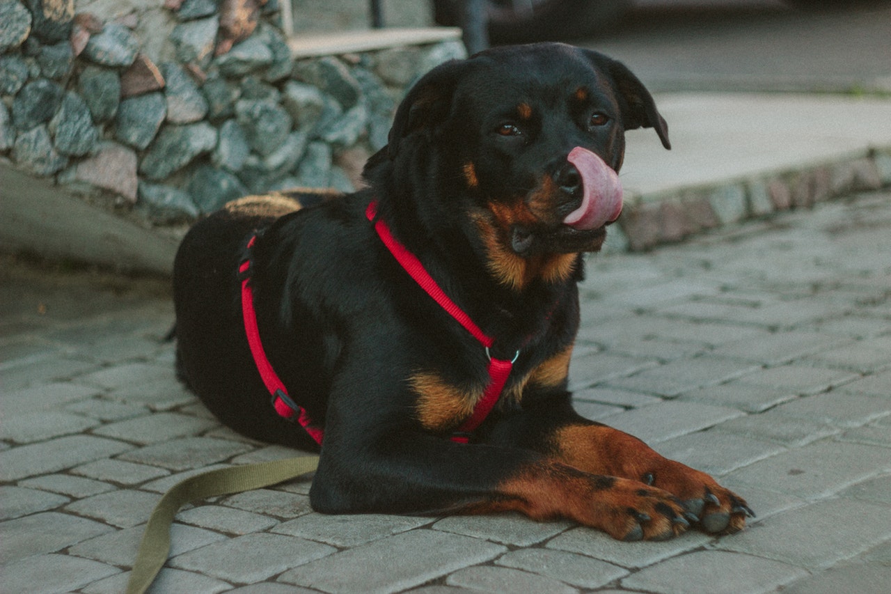 Rottweiler breed portrait Dog Breed Information, Facts