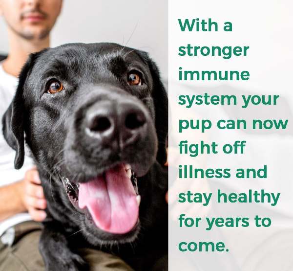 Best Dog Immune System Supplements 2023 Reviews.