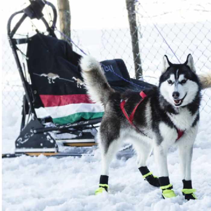 Best Dog Boots For Snow Winter & Nonslip Dog Booties For Hiking 2024