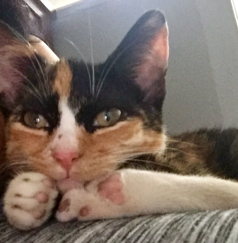 Our Pet Family Dog Lovers Tarpon Springs